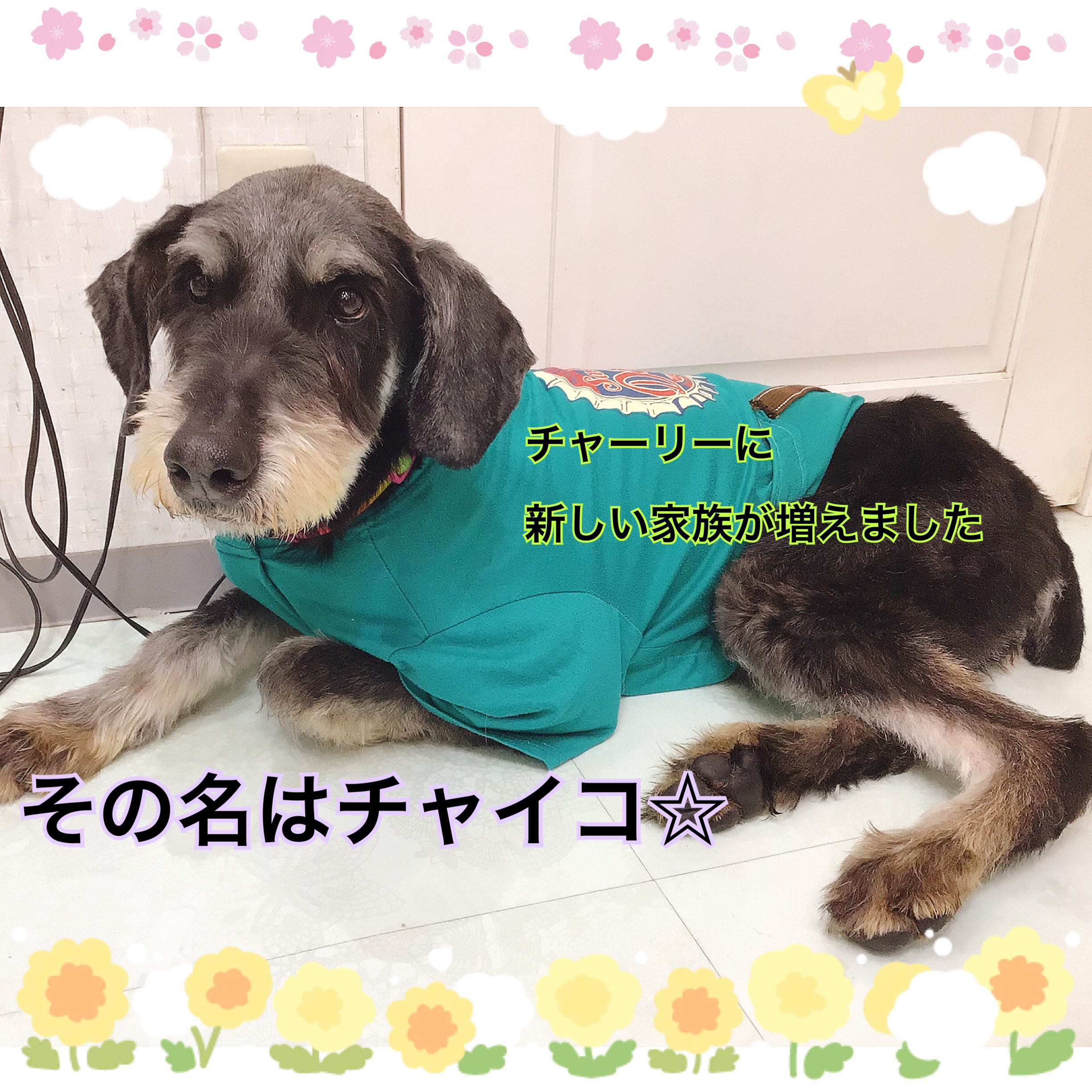 テツの洋服があまりにもピッタリで、びっくりです。